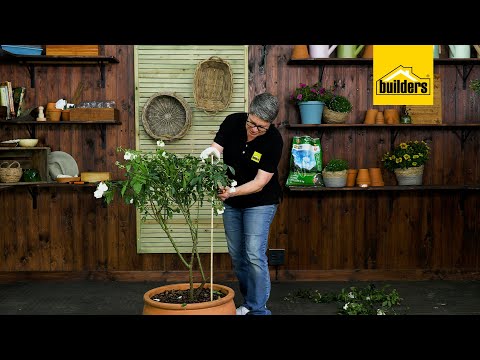 How To Prune Roses With Tanya Visser