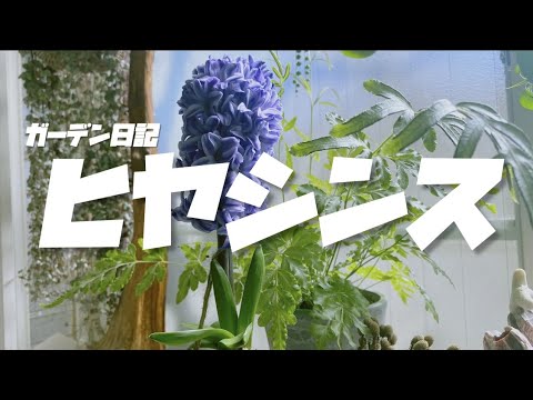 園芸 ヒヤシンス蘭