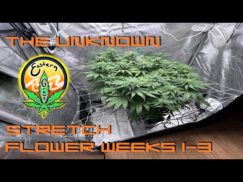 The Unknown Strain Flower weeks 1-3