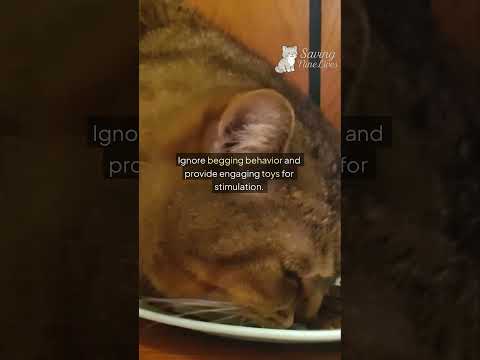 How to Stop Your Cat From Begging for Food: Proven Strategies That Work