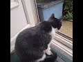 Tuxedo Cat Ecks At Birds ️