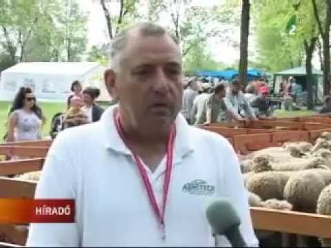 Hagyományos fesztivál új helyen