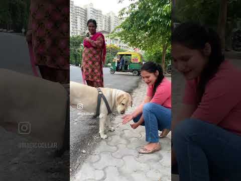 Helping street dogs. #day14 #shorts #youtubeshorts #viralshorts #dogshorts #trendingshorts #ytshorts