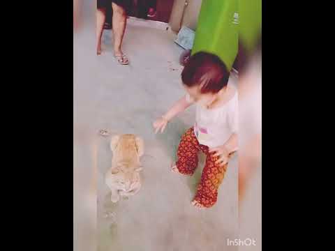 Playing with 🐱cat 😃😍without fear