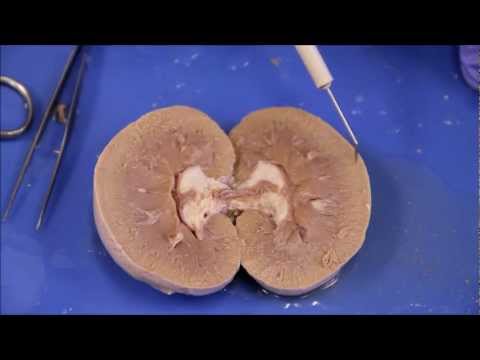 NAU Bio 202 Lab 7 - Sheep Kidney Dissection