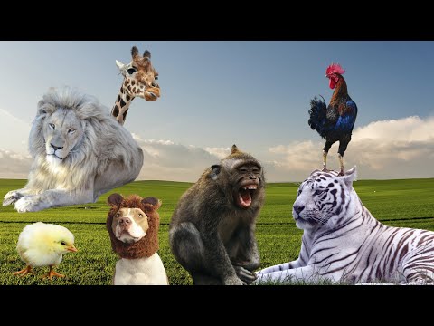 , title : 'O Show da Vida Animal - Leão, Gato, Vaca, Coelho - O Som dos Animais'