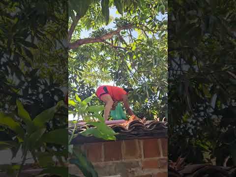 DIA DE COLHEITA DA MANGA #caminhodaverdade #caucaia #ceara #80smusic #abençoada #80smusic #abençoada