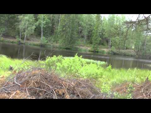 Midsummer Day on Liens Camping in Bergslagen Sweden.