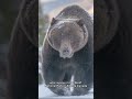 The Boss - Canadas Most Famous Grizzly Bear