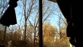 Neko Case Magpie to the Morning