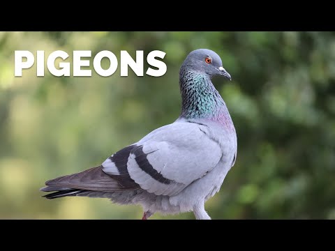 Surprising Facts About Pigeons