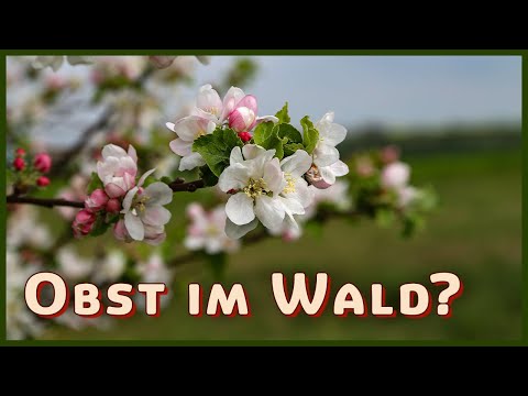 Warum sind Obstbäume so selten im Wald zu finden?