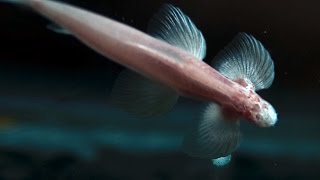 This Fish Can Actually WALK UP Waterfalls!