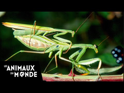 La mante religieuse - histoires de mantes