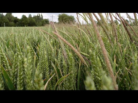 Weed Life-Cycle - Black-Grass