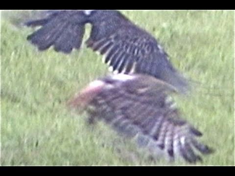 Hawk vs. Buzzard Strange Creature Ringneck vulture,Giant Hawk  Buzzards