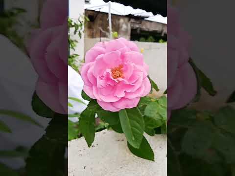 Mary Rose flower |#flowers #youtube #shorts #trending #MaryRose