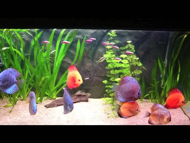 Discus tank made easy