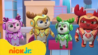 צוות צבי: אורות, מצלמה, אקשן | ניק ג'וניור