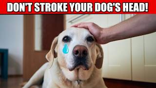 Think Twice Before Petting Your Dog's Head! – Surprising Facts Revealed! 🐶