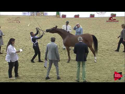 N 76 DANAT AL SHAHANIA   2019 Al Shaqab Arabian Horse Show Festival   Fillies 2 Years Old Class 3C