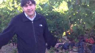 Winemaker Gustavo Gonzalez discussing our Cabernet Franc grapes in Hyde Vineyard