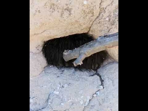 Cluster of Daddy Longlegs (Harvest men)