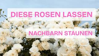 Die 12 BESTEN Kletterrosen für deinen Garten 2025