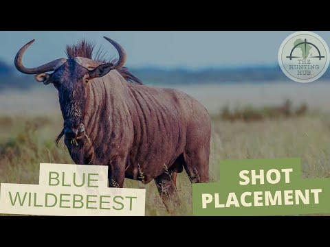 Blue Wildebeest Shot Placement | The Poor Man's Buffalo