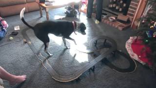 Whitty the dog chasing slot cars