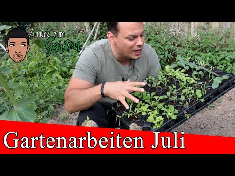 Gartenarbeiten Juli - Aussaat Pflege Rückschnitt