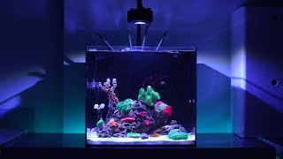8 Months Update - (Parasites on Spider Sponge???) NO Skimmer Waterbox Cube 20 | Blue Reef Tank