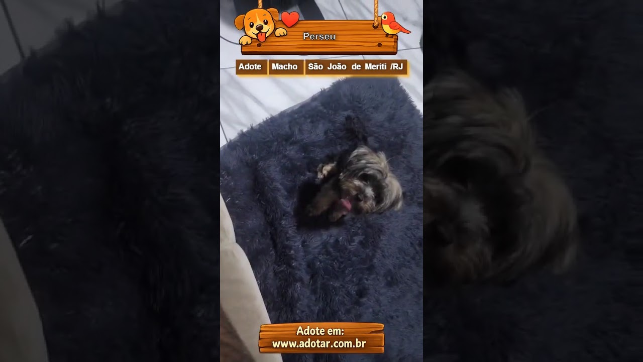 Cachorro raça SRD-ViraLata idade 7 a 11 meses nome Perseu