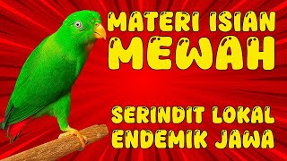 Download lagu ISIAN MEWAH SERINDIT JAWA GACOR #serindit #serinditjawa #loriculuspusillus #serinditdasikuning mp3