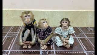 Download lagu 3 Sisters Sit Very Mannerly Waiting Mom To Come & Bring Them Fruity Dessert Treat , mp3