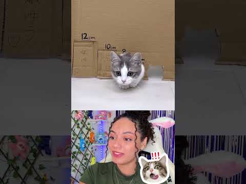 😻 ¡Desafío del Gatito! ¿Podrá Pasar por la Puerta Más Pequeña? ¡Deja tu Like para Ayudarlo!