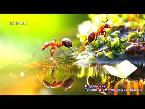 027. En-Neml suresi (Nəml - ‘Qarışqalar’ surəsi) (Quran Azerbaycan dilinde)