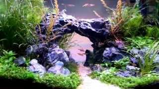15 gal Planted tank - Seiryu arc