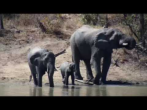Djuma: Small group of Elephants getting a drink - 11:18 - 08/02/20