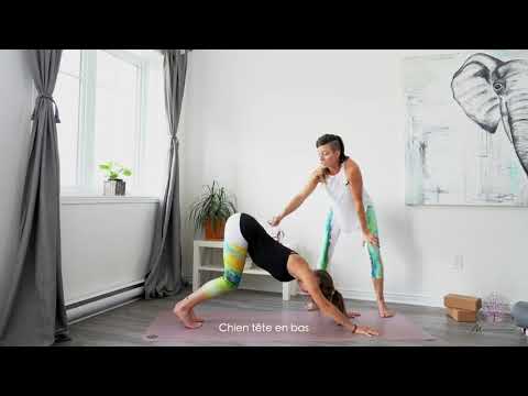 Le chien tête en bas