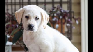 Video preview image #1 Labrador Retriever Puppy For Sale in DENVER, PA, USA