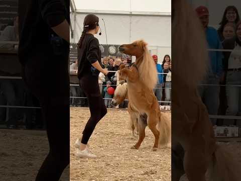 Can your horses do tricks? 🥰 If so, which ones? #horse #equestrian #pony #showpony