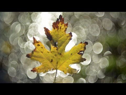 Alicja Lenczewska - Duchowe Świadectwo cz.38+Lektor