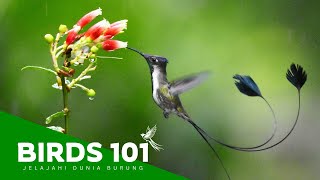 Download lagu Burung Pengisap Madu (Hummingbirds) Paling Indah dan MEMUKAU di Muka Bumi mp3