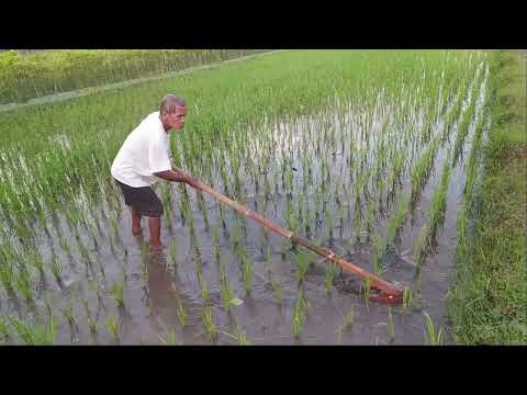 Haitham is looking at how to clear weeds in rice growing areas