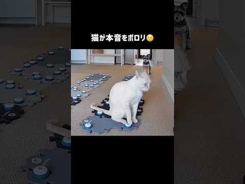 猫が本音をポロリ😢