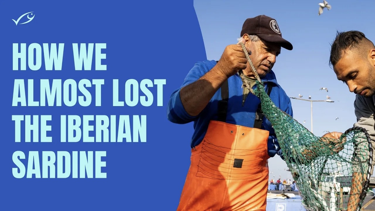 How We Almost Lost the Iberian Sardine