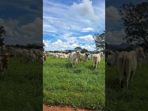 Deus e Eu no sertão, região da cooperativa,  Vila Boa Goiás