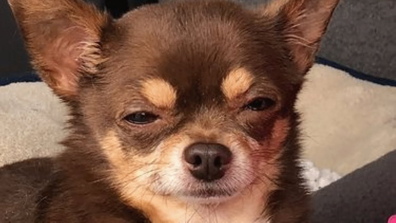 This woman adopted a judgmental chihuahua. And got what she deserved.