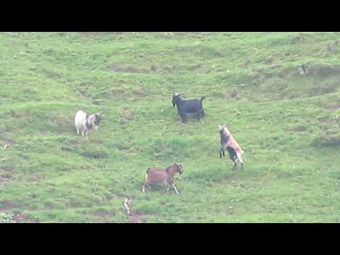 28 Nosler long range hunting - 902 yard goat kill shot